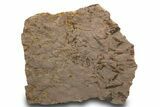 Large, Eocrinoid (Ascocystites) Mortality Plate - Ordovician #305153-1